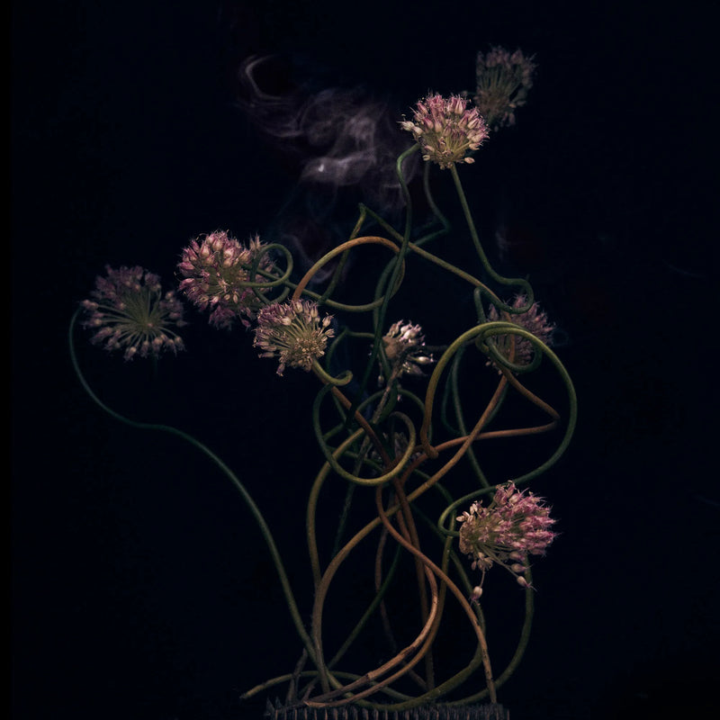 Scent-as-a-feeling-An-interview-with-still-life-artist-Sonia-Rentsch Subtle Bodies